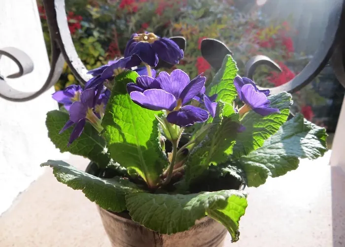 Casa Cecilia 公寓 Novellara